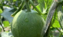 娱乐吃瓜酱花期